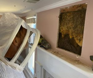 bee removal 2