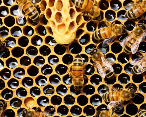 pexels-pixabay-56876 (2)